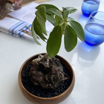 Hau Tree - Seafood Near Me - Honolulu, Hawaii