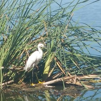 Guajome Regional Park - Mosquito are everywhere at Lake and this bird sits and eats as many as it can - Parks Near Me - Oceanside, California