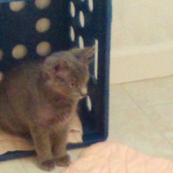Plano Animal Services - Animal Shelters Near Me - Plano, Texas