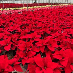 Warren Greenhouses