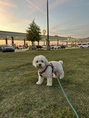 Buc-ee's by null