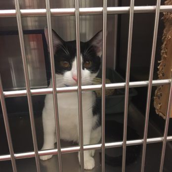PetSmart - Pet Training Near Me - Santa Maria, California