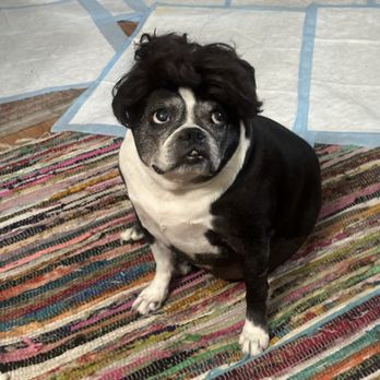 Prairie State Veterinary Clinic - Ruby - having a "bad hair day". - Veterinarians Near Me - Orland Park, Illinois Prairie State Veterinary Clinic - Ruby - having a "bad hair day". - Veterinarians Near Me - Orland Park, Illinois