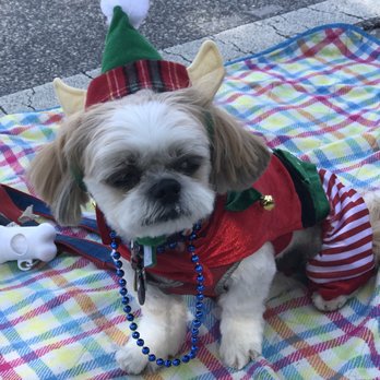 Holiday Parade Safety Harbor - Mocha Coconut Elf is looking for candy and beads! - Festivals Near Me - Safety Harbor, Florida Holiday Parade Safety Harbor - Mocha Coconut Elf is looking for candy and beads! - Festivals Near Me - Safety Harbor, Florida