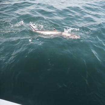 Hooked Charters - Lots of large Mackrell - Boating Near Me