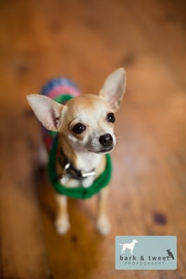 Bark & Tweet Photography