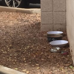Welcome to the feral feeding cafeteria and the Arizona Heart Hospital