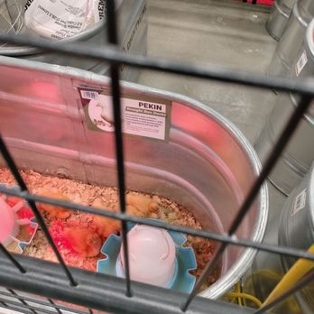TRACTOR SUPPLY - Pekin ducklings 2/23/26 - Pet Stores Near Me - North Collins, New York TRACTOR SUPPLY - Pekin ducklings 2/23/26 - Pet Stores Near Me - North Collins, New York