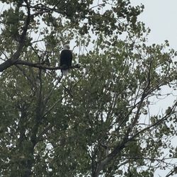 Sacramento River Eco Tours - Bald eagle watching over the river.