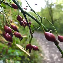 Wapato Access Greenway