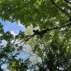 Down East Tree Services