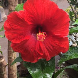 Jossie's Garden - Large beautiful hibiscus or gumamela.