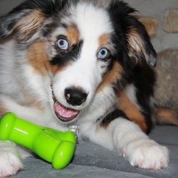 Dog Lovers Pet Grooming