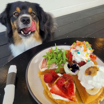 Mints & Honey - Waffle Sampler, comes with plenty of whipped cream to share with the pup. - Coffee & Tea Near Me - Burlingame, California Mints & Honey - Waffle Sampler, comes with plenty of whipped cream to share with the pup. - Coffee & Tea Near Me - Burlingame, California