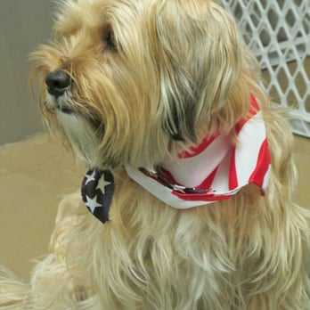 Camp Canine - Duggan at Camp Canine's Fourth of July Party 2014. :-) - Pet Sitting Near Me - New York, New York Camp Canine - Duggan at Camp Canine's Fourth of July Party 2014. :-) - Pet Sitting Near Me - New York, New York