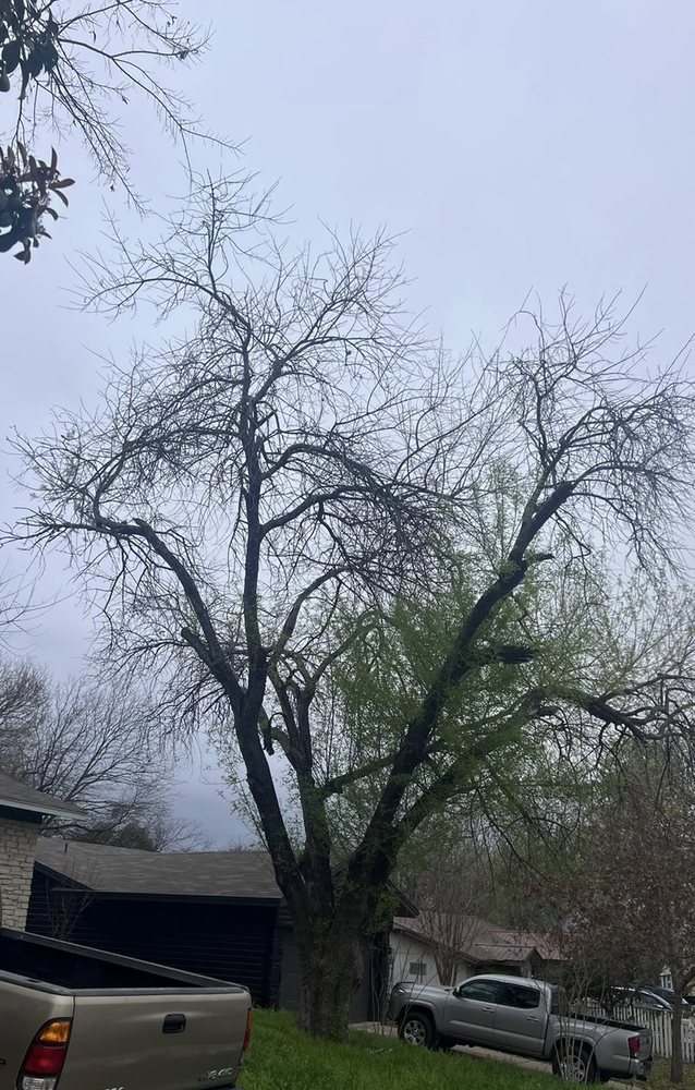 EDGAR’S TREE SERVICE Updated June 2024 87 Photos 3204 Kittyhawk