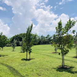 Jaycee Park - Lots of new trees planted.