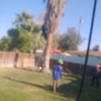 Royal Tree Experts - Tree Services Near Me