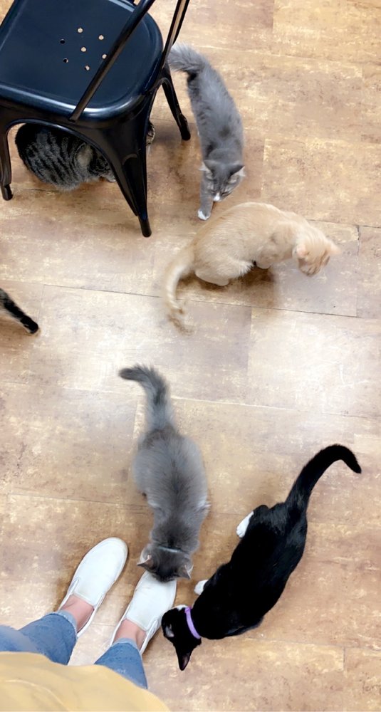 CROOKED TAIL CAT CAFE Updated October 2024 35 Photos & 17 Reviews 229 W Fifth St, Winston