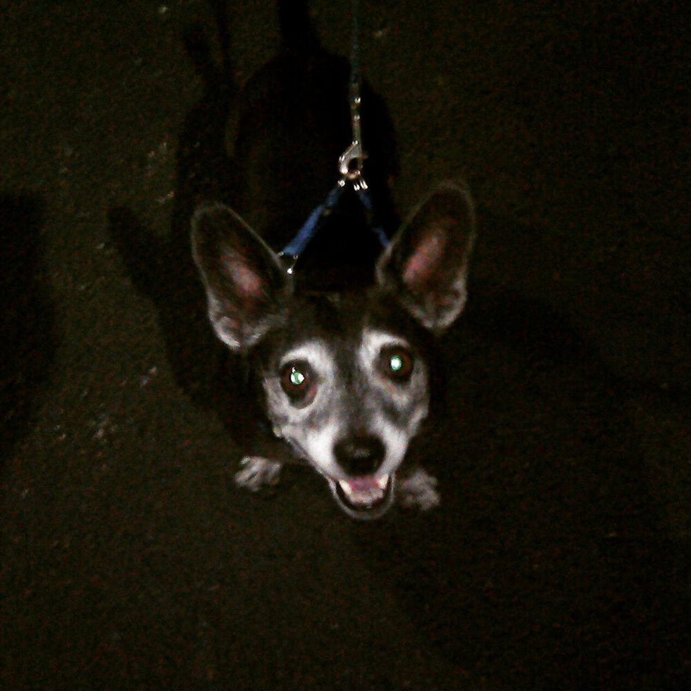 Dobson Ranch Park is Bruiser approved.