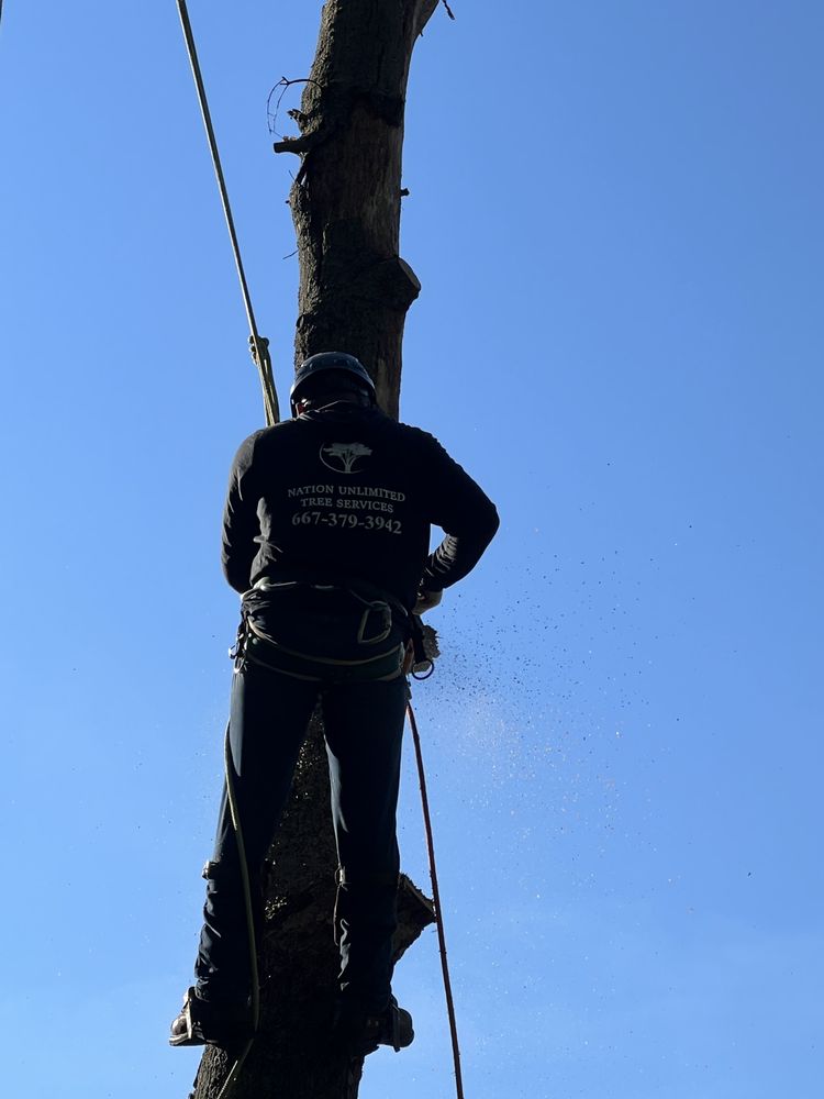 NATION UNLIMITED TREE SERVICES Updated September 2024 25 Photos
