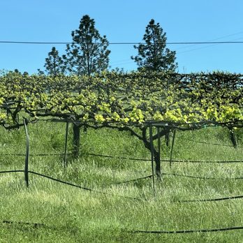 Field Number Fifteen - April 29, 2024: I wanted purchasing a few bottles of wine but, nobody was here! - Wineries Near Me - Placerville, California Field Number Fifteen - April 29, 2024: I wanted purchasing a few bottles of wine but, nobody was here! - Wineries Near Me - Placerville, California