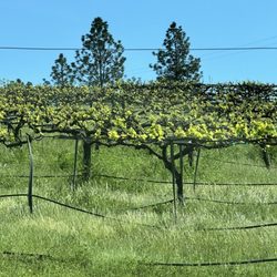 Field Number Fifteen - April 29, 2024:  I wanted purchasing a few bottles of wine but, nobody was here!