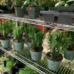 Al Premium Food Mart - Al Premium Food Mart - plants