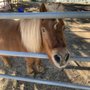 Fox Equine Rescue & Youth Horsemanship Center