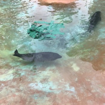 Bahia Resort Hotel - Rescue seals! - San Diego, CA
