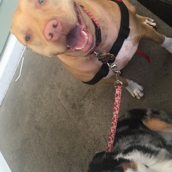 Broken Yolk Cafe - Pet friendly outdoors with pet friendly menu - Breakfast & Brunch Near Me - Del Mar, California Broken Yolk Cafe - Pet friendly outdoors with pet friendly menu - Breakfast & Brunch Near Me - Del Mar, California