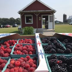 The Homestead Berry Farm