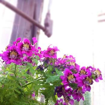 Allan Gardens - Parks Near Me - Toronto, Ontario Allan Gardens - Parks Near Me - Toronto, Ontario