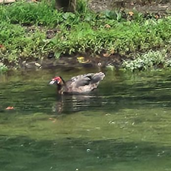 Humpback Covered Bridge - Never saw this type of duck before! - Landmarks & Historical Buildings Near Me - Covington, Virginia