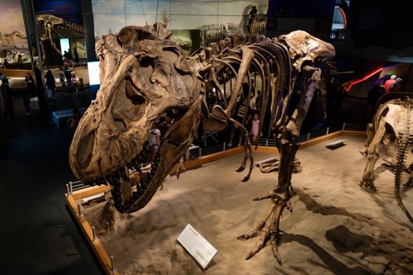 Royal Tyrrell Museum by null