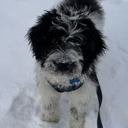 Prize Poodles and Doodles