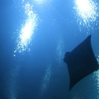 Georgia Aquarium - Aquariums Near Me - Atlanta, Georgia