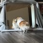 Photo of It's A Ruff Life Grooming & Spa