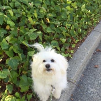 Nutz 4 Muttz - Dog Walkers Near Me - Danville, California