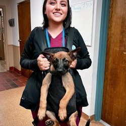 Raleigh Bartlett Animal Hospital - Belgian Malinois are very special to us!
