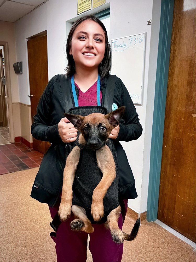 Raleigh Bartlett Animal Hospital - pet boarding facility in Memphis, TN