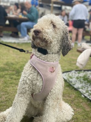 Southernside Brewing Co. by null