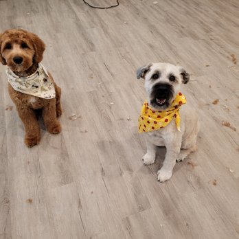 Tiffany'S Dog & Cat Grooming: Ultimate Pet Pampering