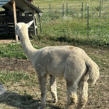 Colby Farm - The Alpaka was camera shy - Bakeries Near Me - Newbury, Massachusetts