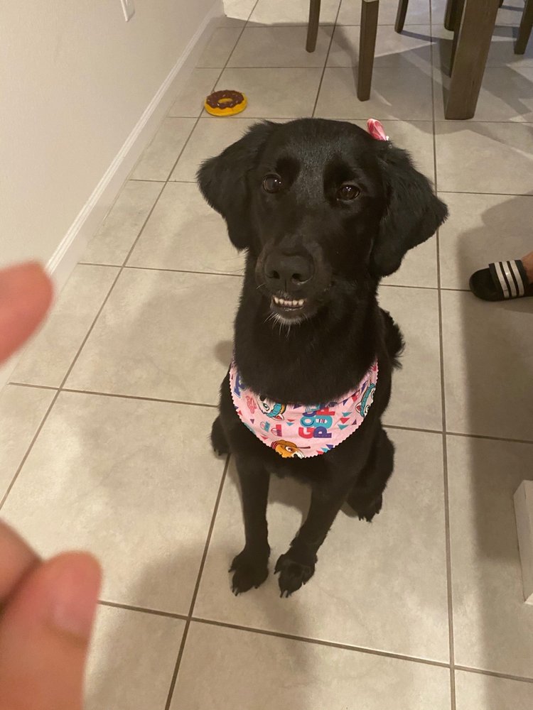 FLUFFY FRIENDS GROOMING SALON Updated September 2024 10 Photos