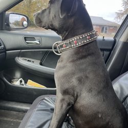 Stay Spot Doggie Day Care & Boarding - Cookie dough