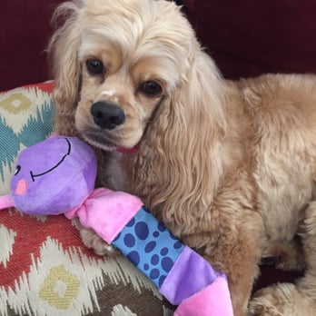 K-9 Kastle - After a nice day at the spa. I was able to enjoy my birthday with my family. #sophiedoggie. Love coming to the dos, they spoil me rotten - Pet Groomers Near Me - Buena Park, California K-9 Kastle - After a nice day at the spa. I was able to enjoy my birthday with my family. #sophiedoggie. Love coming to the dos, they spoil me rotten - Pet Groomers Near Me - Buena Park, California