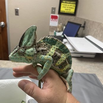 Summerfields Animal Hospital - Chameleon at the vets - Veterinarians Near Me - Fort Worth, Texas