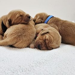 Stacy's Golden Retrievers - A pile of Golden Retriever puppies