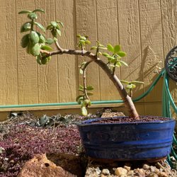Harmony Bonsai - my jade finally as a bonsai